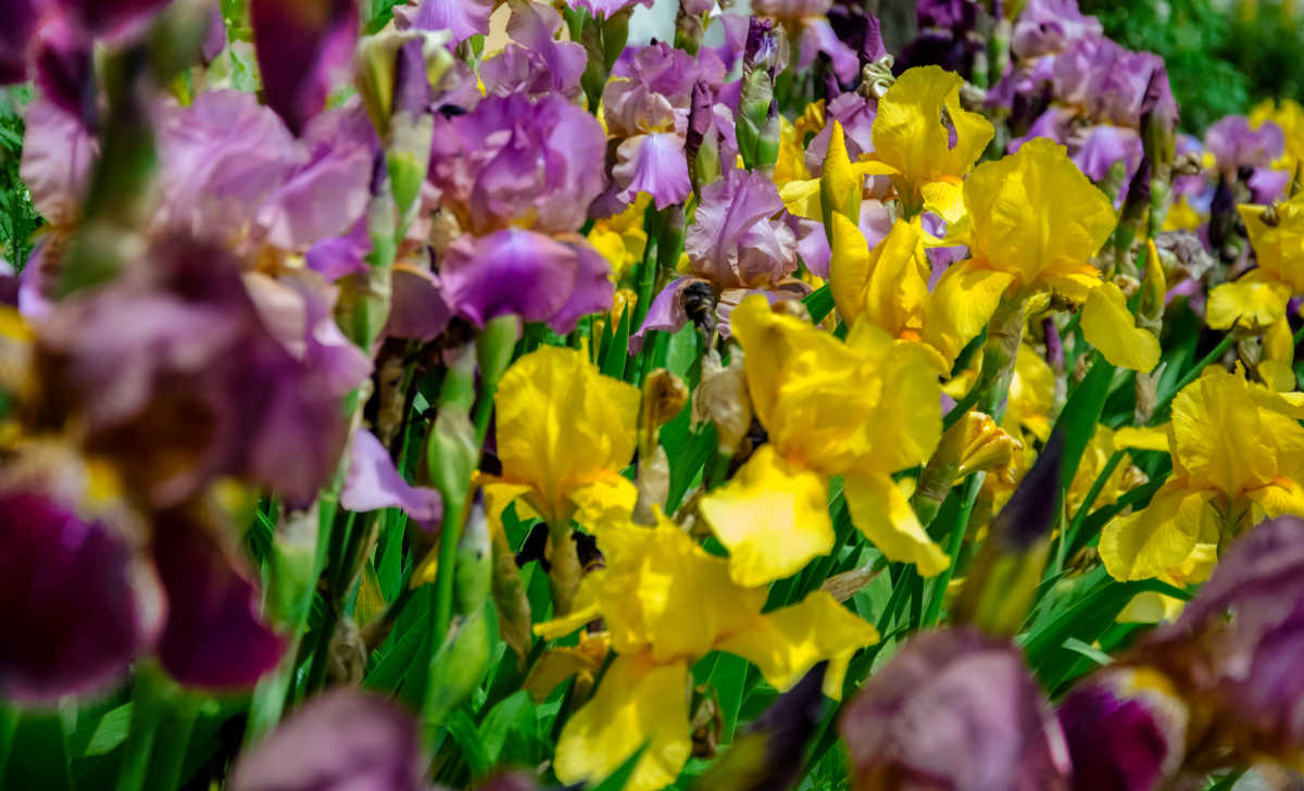 Irisa - Erakargarritasun handia duen bonbilla iraunkorra