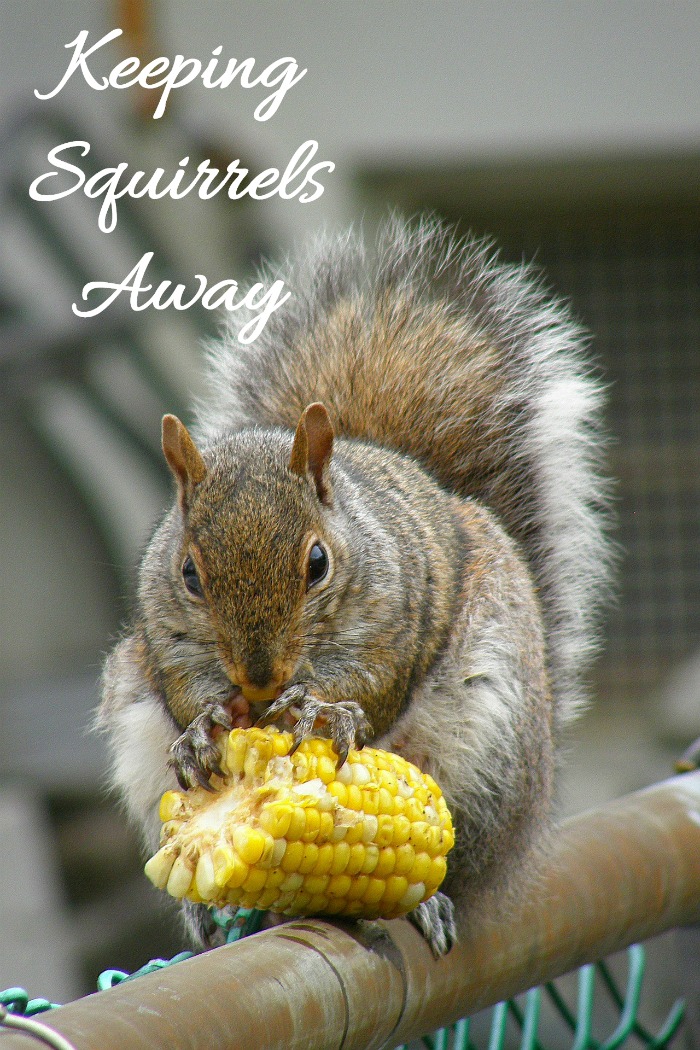 Ideje za prirodno tjeranje vjeverica – držite vjeverice podalje od dvorišta!