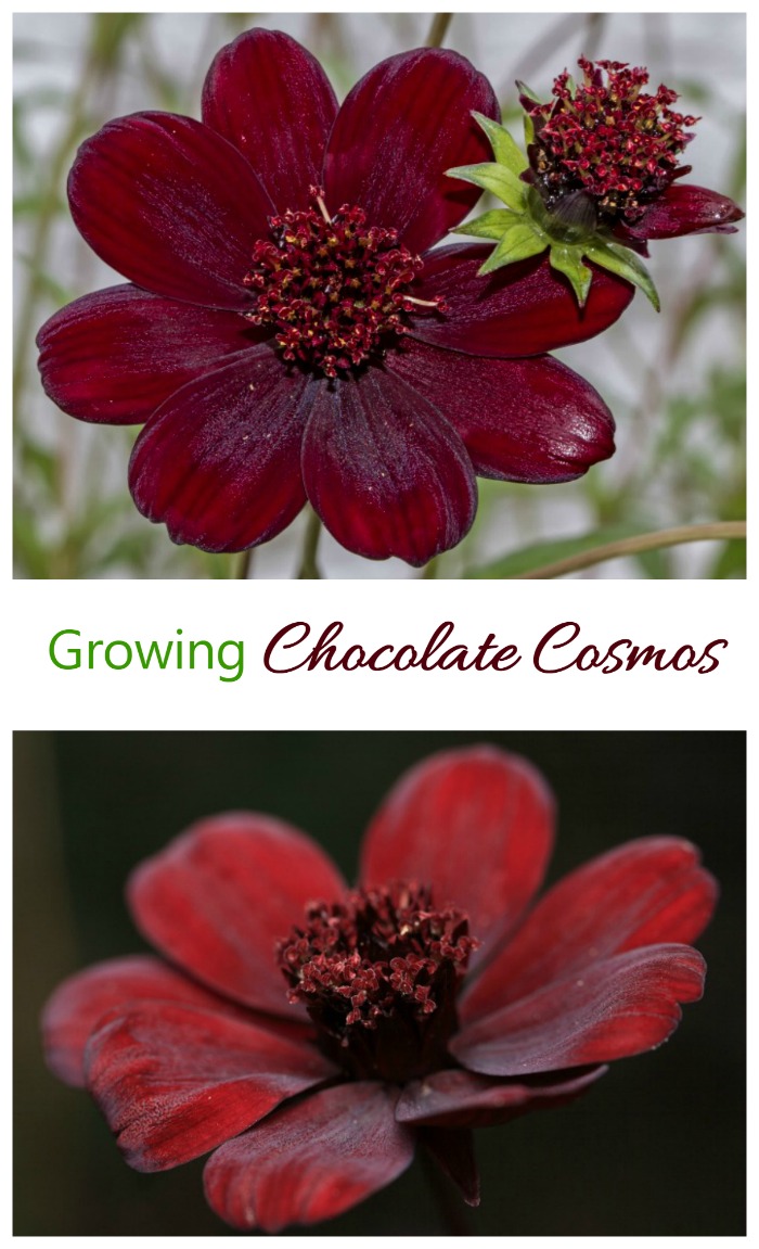 Cosmos à chocolat - L'une des fleurs les plus rares