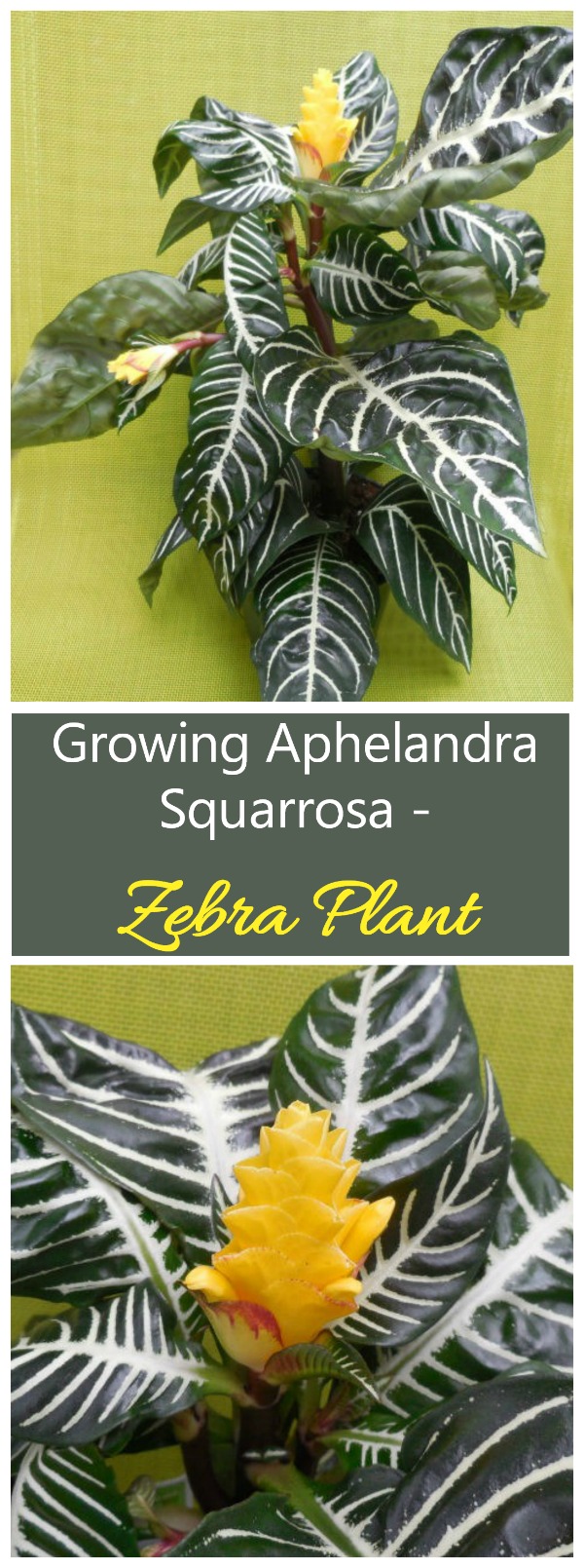 Planta cebra - Consejos para el cultivo de Aphelandra Squarrosa