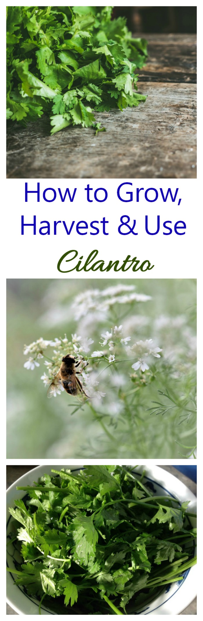 Rritja e Cilantros – Si të rritet, korret dhe përdoret Cilantro e freskët