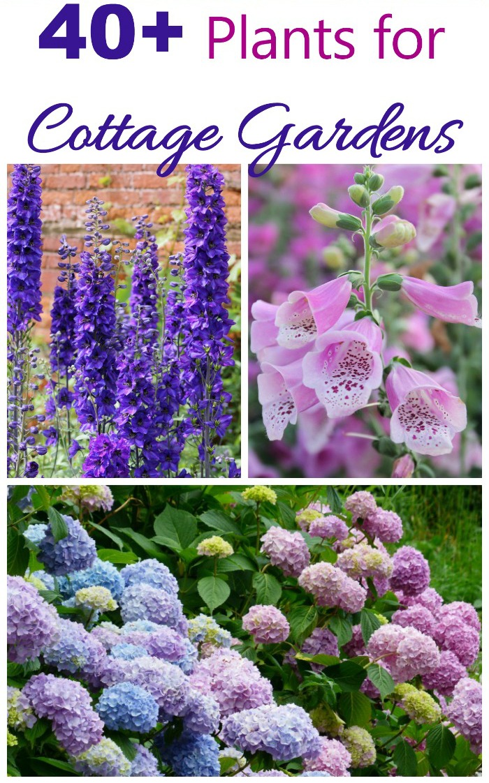 Cottage Garden Plants - Perennials Biennials &amp; amp; Bollen foar Cottage Gardens