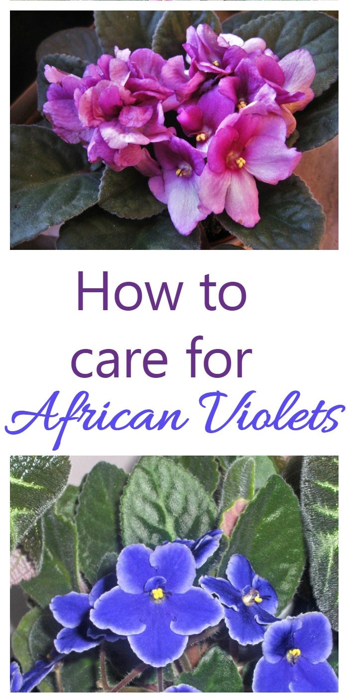 Violettes africaines - Conseils pour l'entretien de cette plante d'intérieur populaire