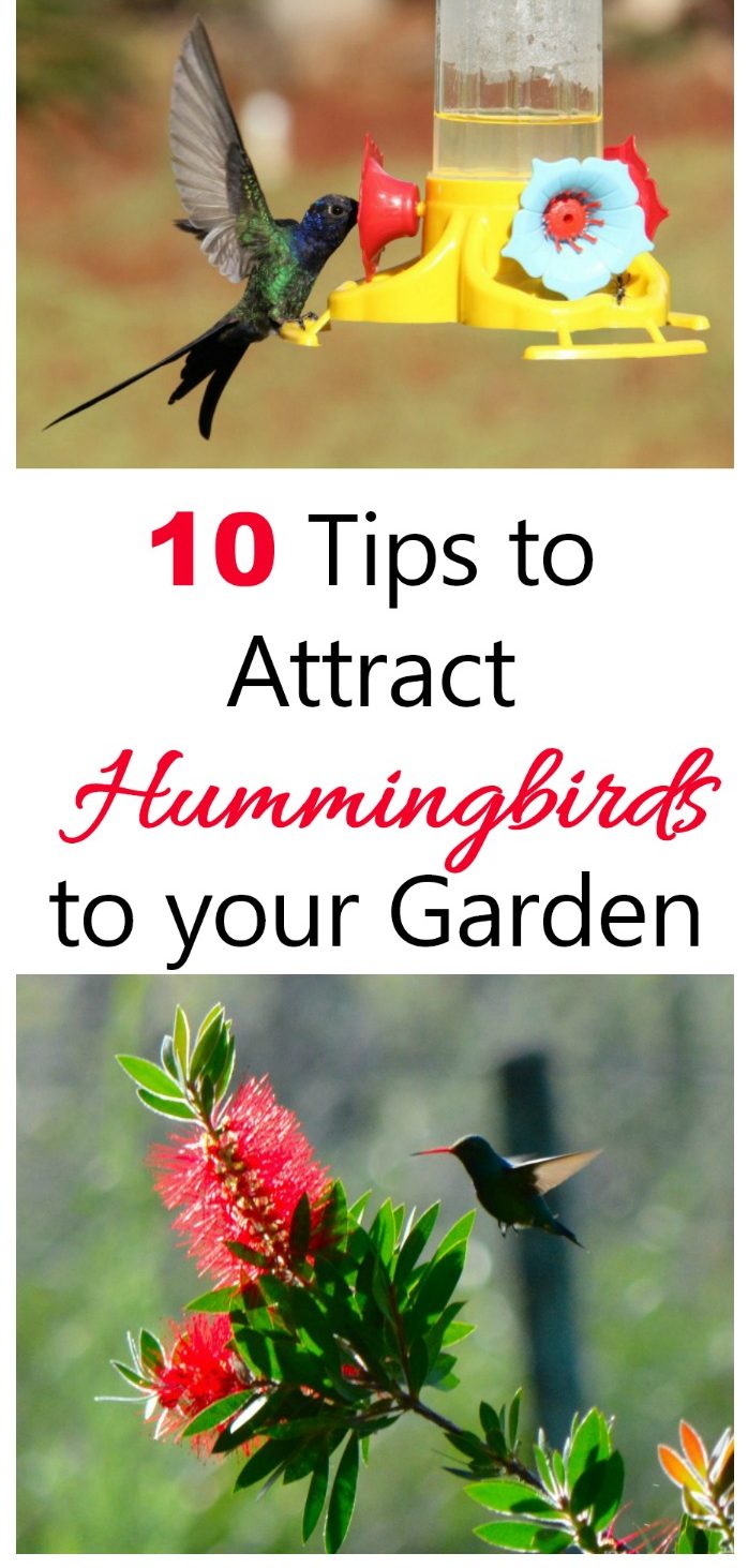 Como atraer colibrís ao teu xardín