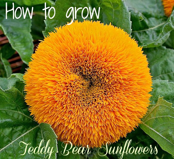 Teddy Bear Sunflowers - O floare gigant de pluș