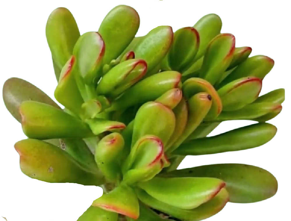 Crassula Ovata "Hobbit" - نکاتی برای رشد گیاه یشم هابیت