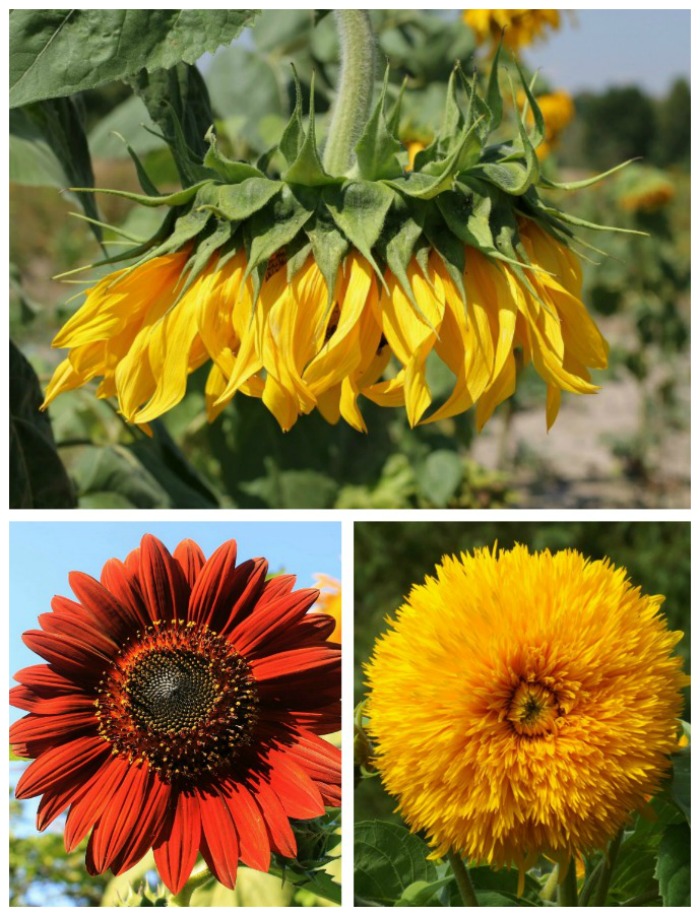 Menanam Tanaman Bunga Matahari - Tips Perawatan Bunga Matahari untuk Mekar Besar yang Indah