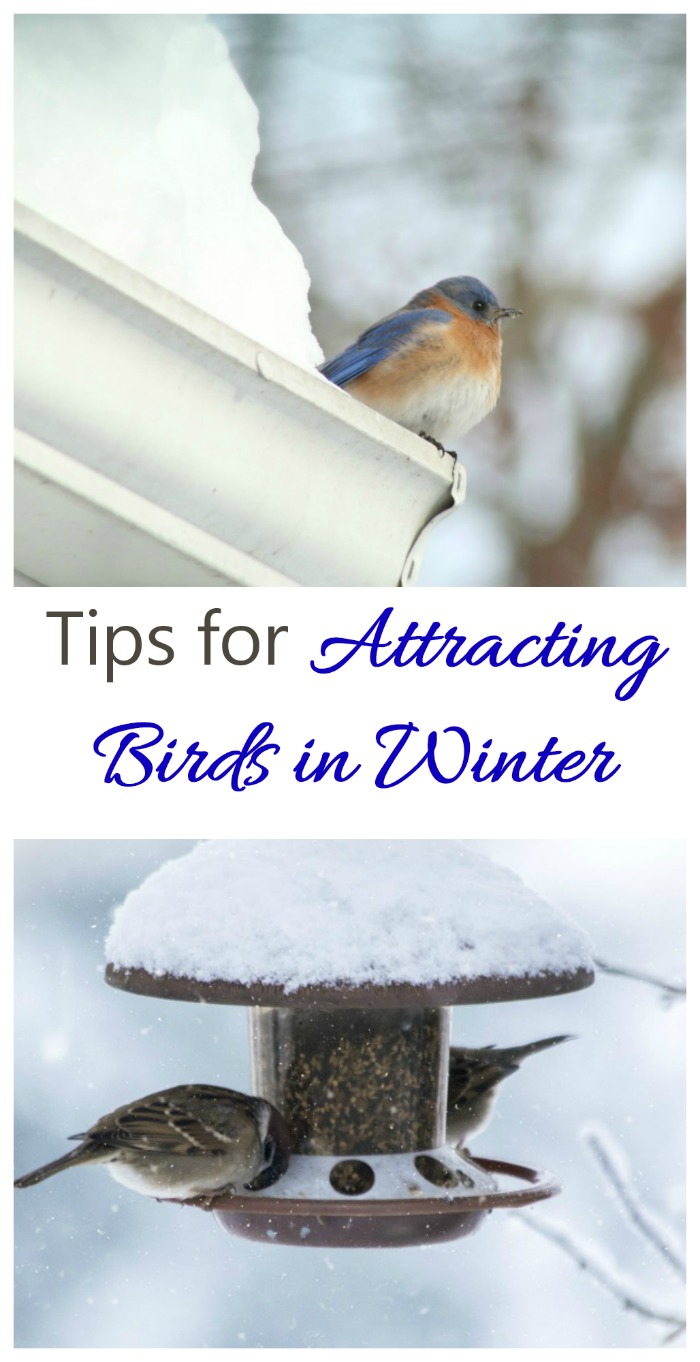 Vögel im Winter anlocken - Vogelfuttertipps für die kalten Monate