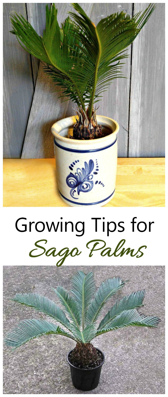 Pěstování palmy Sago - Jak pěstovat palmu Sago?