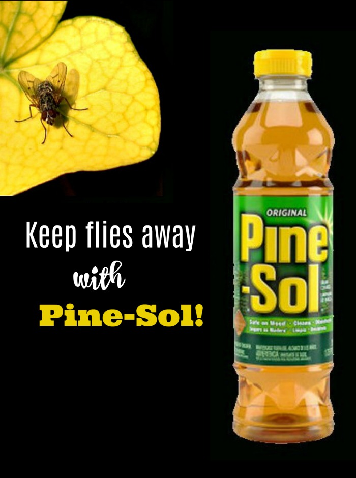 ថ្នាំបាញ់រុយនៅផ្ទះ - រក្សាសត្វរុយឱ្យឆ្ងាយជាមួយ Pine Sol