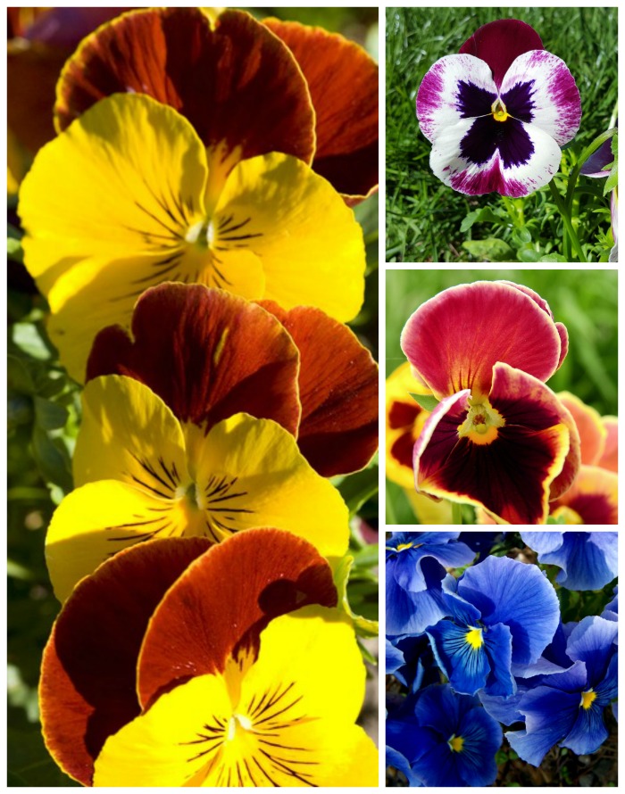 تزايد زهور البانسيز - كيفية النمو والعناية بزهور البانسي