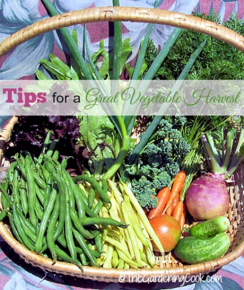 30 советов для получения большого урожая овощей в саду и 6 рецептов блюд из овощей
