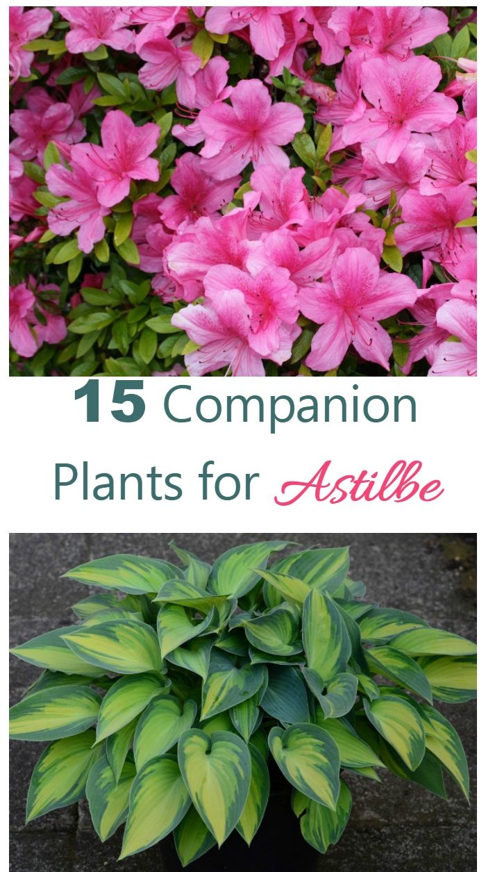 گیاهان همراه Astilbe - چه چیزی را با Astilbe رشد دهیم