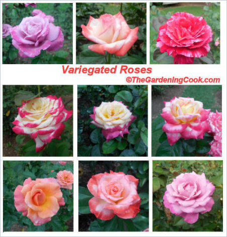 Spraglete roser i Raleighs rosehage