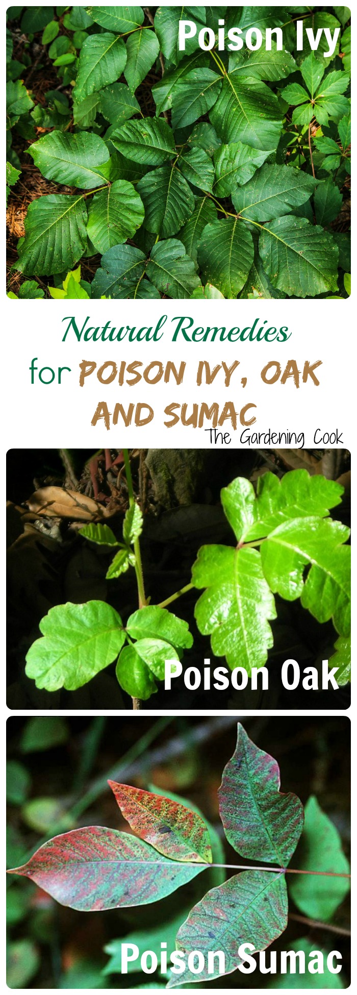 Rêbazên Xwezayî yên Dermankirina Poison Ivy an Poison Oak