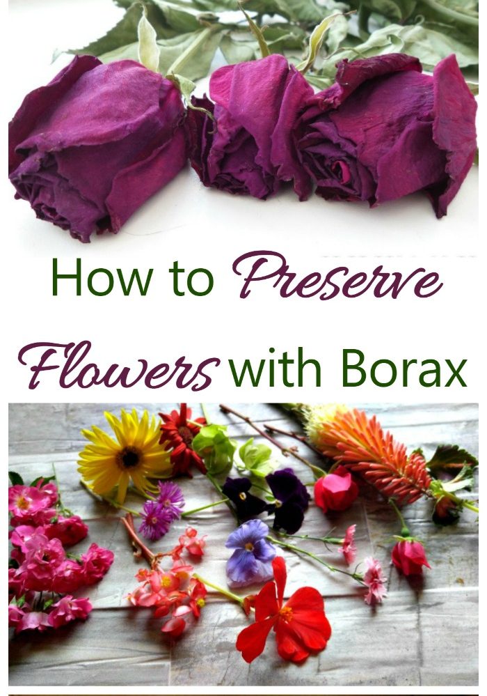 Miten säilyttää kukkia booraksilla