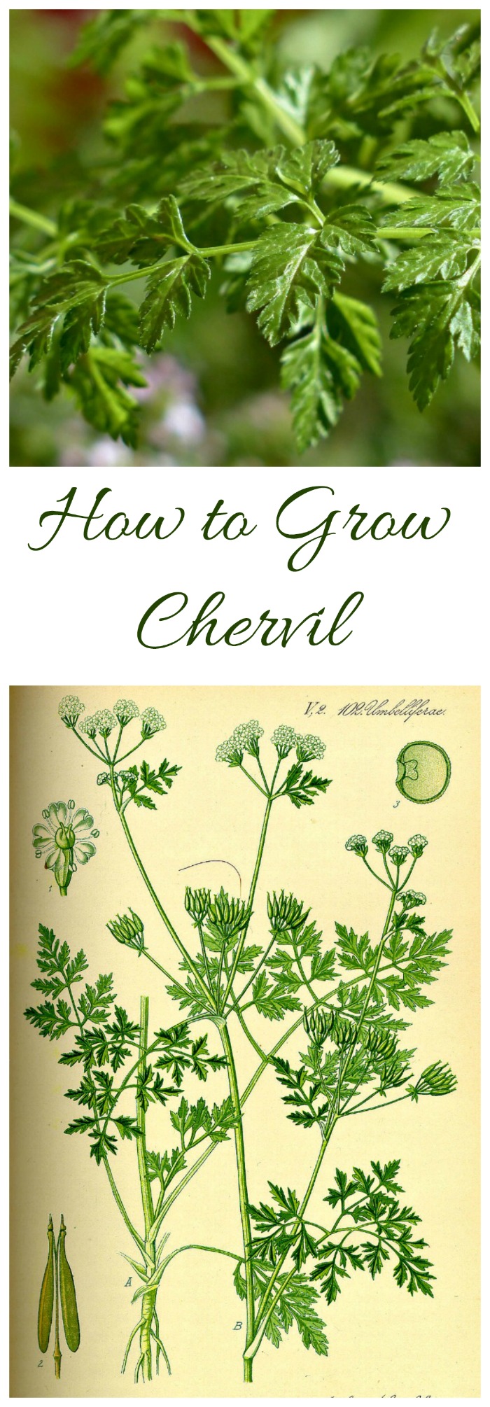 चेरविल उगाना - चेरविल जड़ी बूटी कैसे उगाएं (और कुछ विकल्प!)