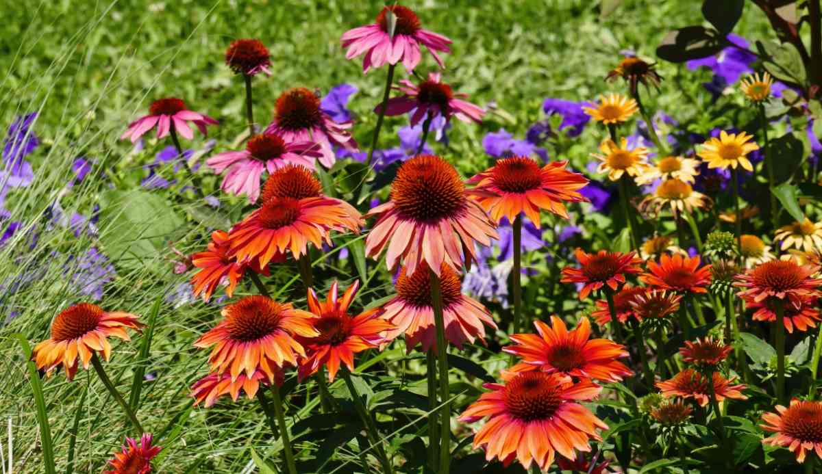 33 van de beste soorten zonnebloemen - Soorten Echinacea planten