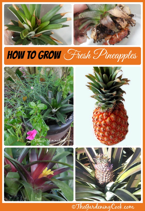 Sådan dyrker du dine egne ananas fra The Leafy Top