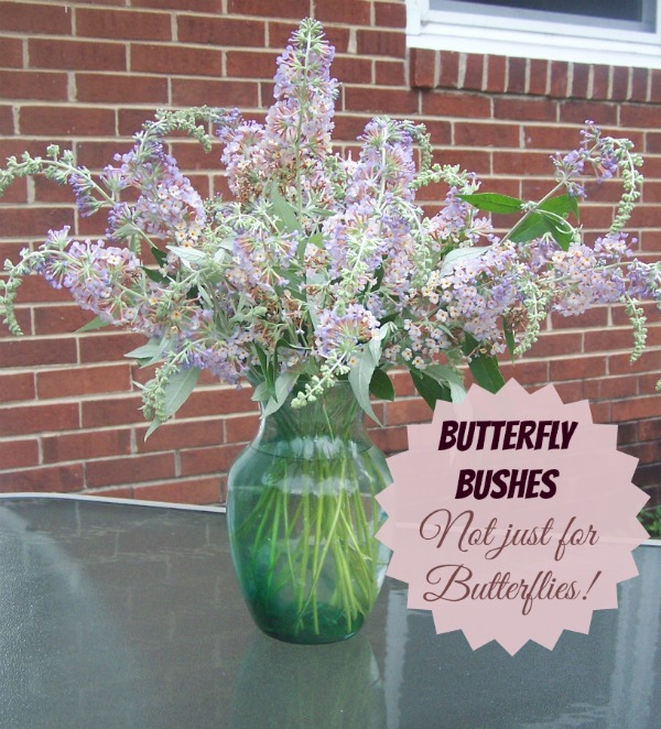 Butterfly Bush-ը հիանալի կտրված ծաղիկներ է տալիս