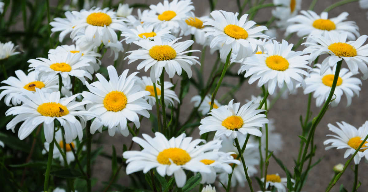 14 lời khuyên để giúp việc chăm sóc hoa cúc Shasta trở nên dễ dàng