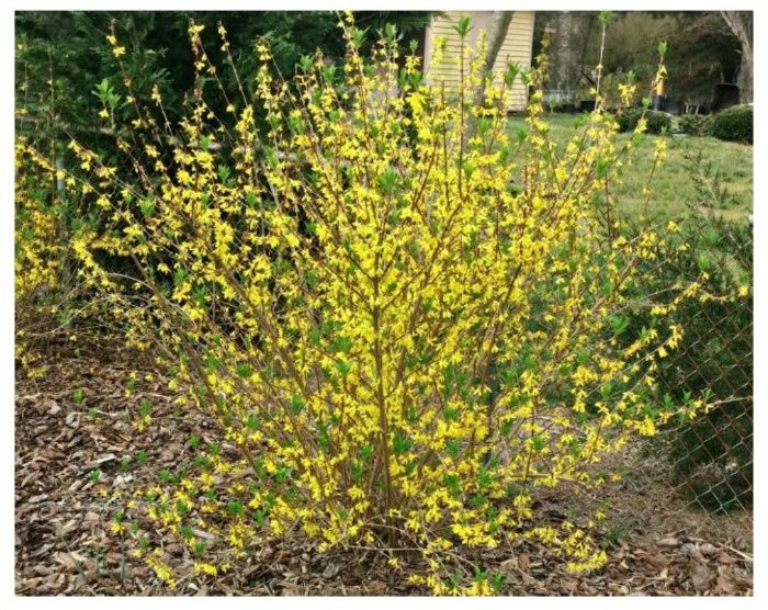 Plantar Forsythia - Cuándo, dónde y cómo plantar arbustos de Forsythia