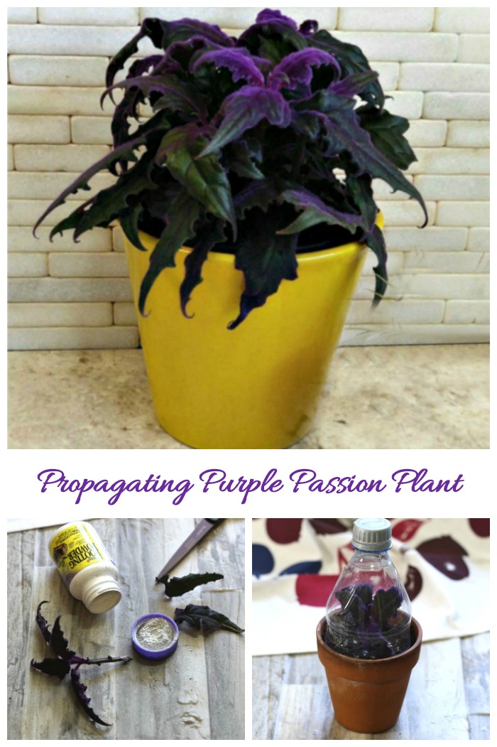 Esquejes de planta de pasión púrpura - Cómo propagar Gynura Aurantiaca a partir de esquejes de tallo