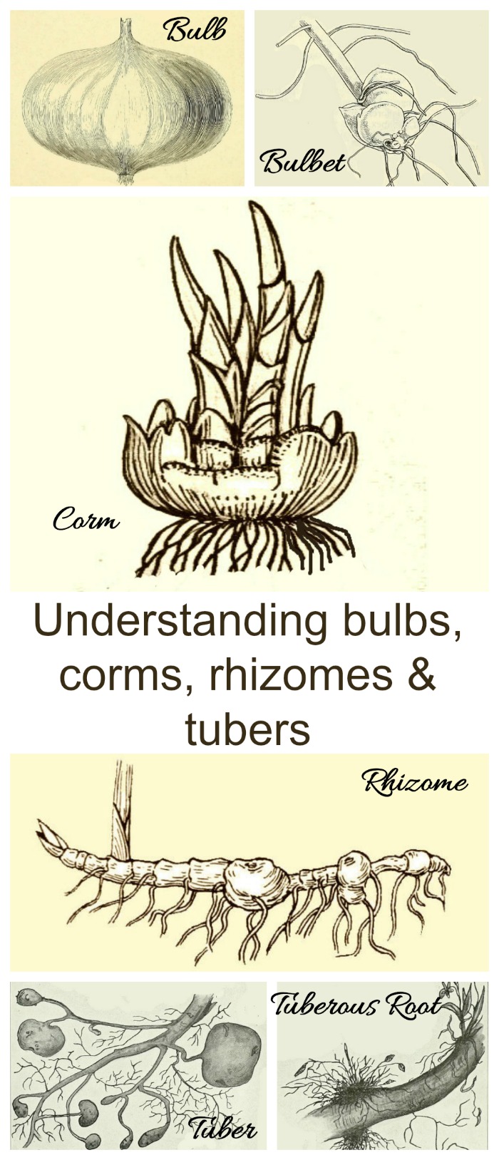 Types de bulbes à fleurs - Comprendre les bulbes Cormes Rhizomes Tubercules