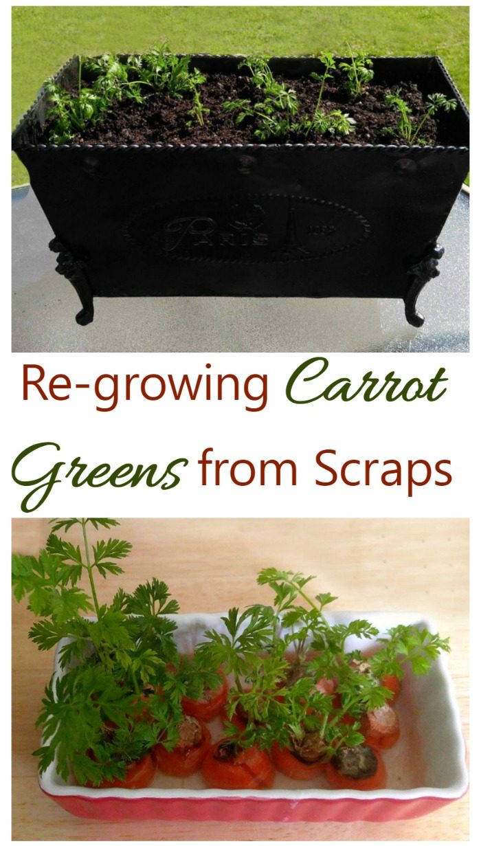 Rerowing Carrot Greens út Scraps
