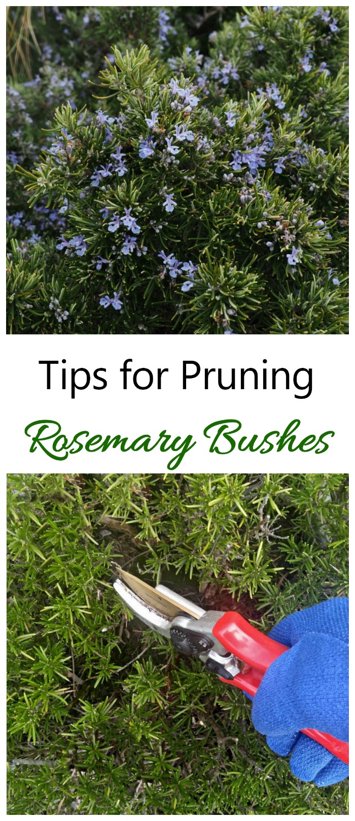 Pruning Rosemary - Kumaha jeung Iraha Pruning Tutuwuhan Rosemary
