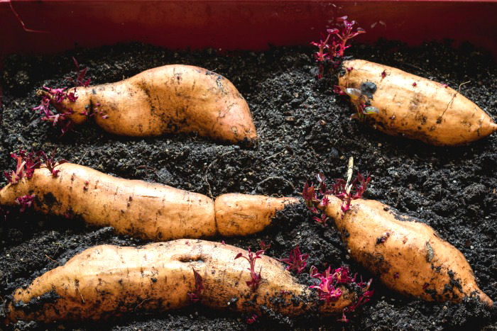 Starta sötpotatisskivor - Hur man odlar sötpotatis från butiken