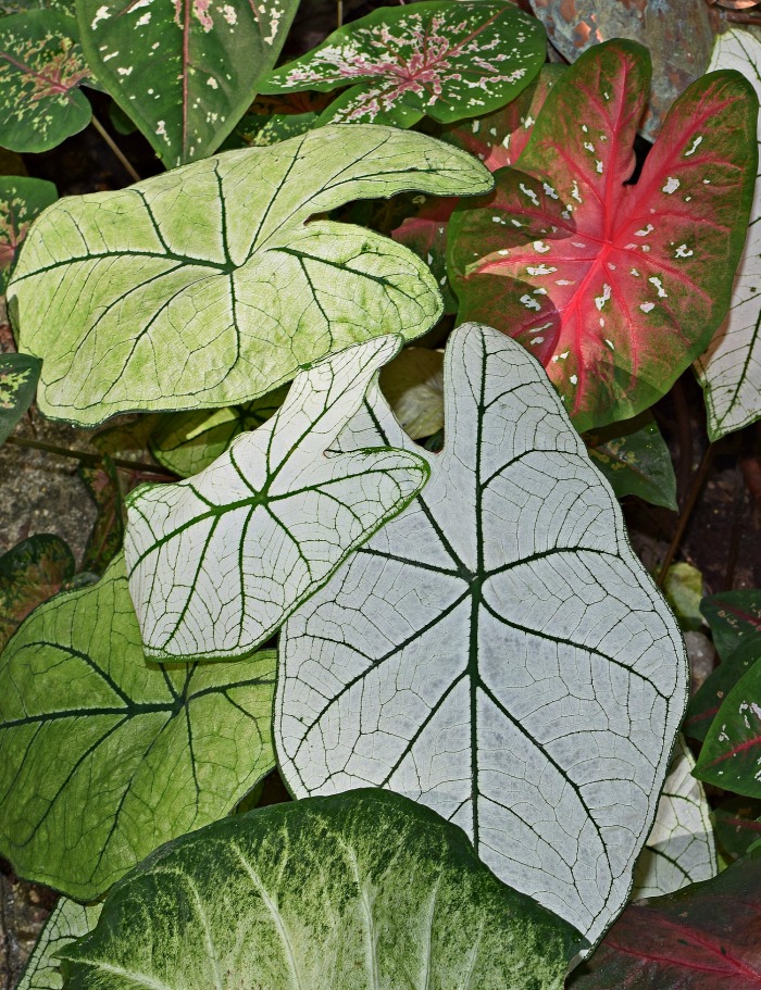 Stell av Caladium-planter – Varianter – Overvintring – Blomster – med mer