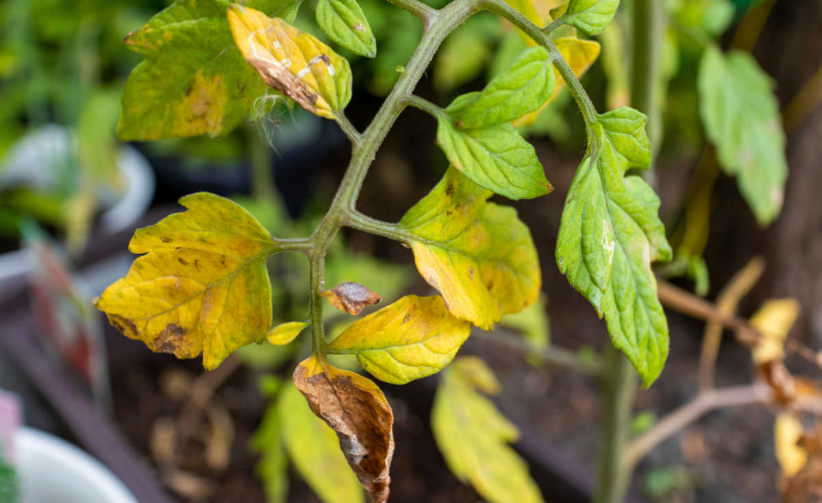 Tomaattikasvien keltaiset lehdet - Miksi tomaatin lehdet muuttuvat keltaisiksi?