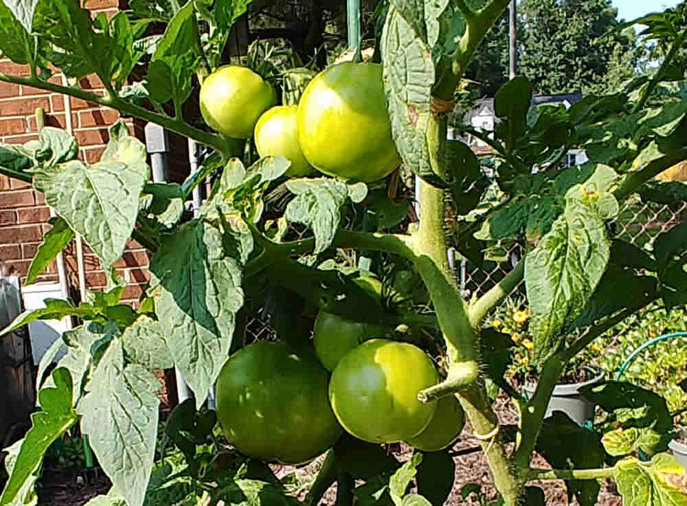 토마토가 빨갛게 변하지 않습니까? – 포도나무에서 토마토를 숙성시키기 위한 13가지 팁