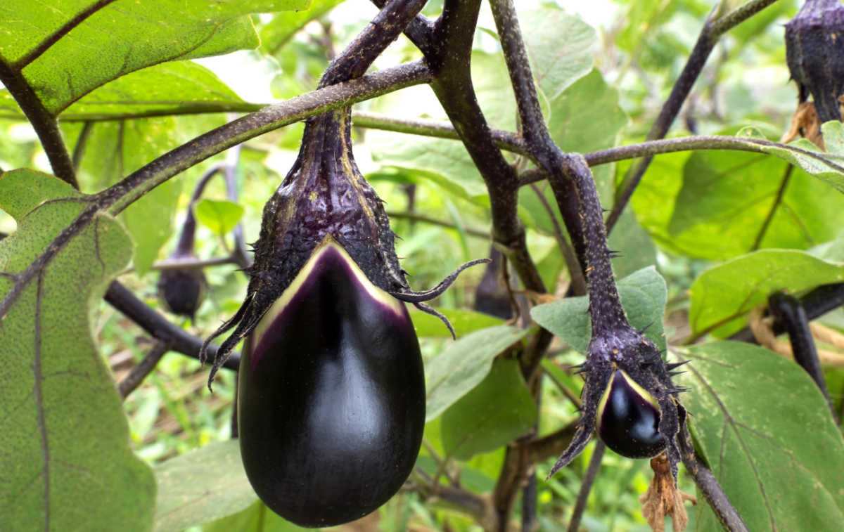 Iùl luchd-tòiseachaidh mu bhith a’ fàs eggplant: bho shìol gu foghar