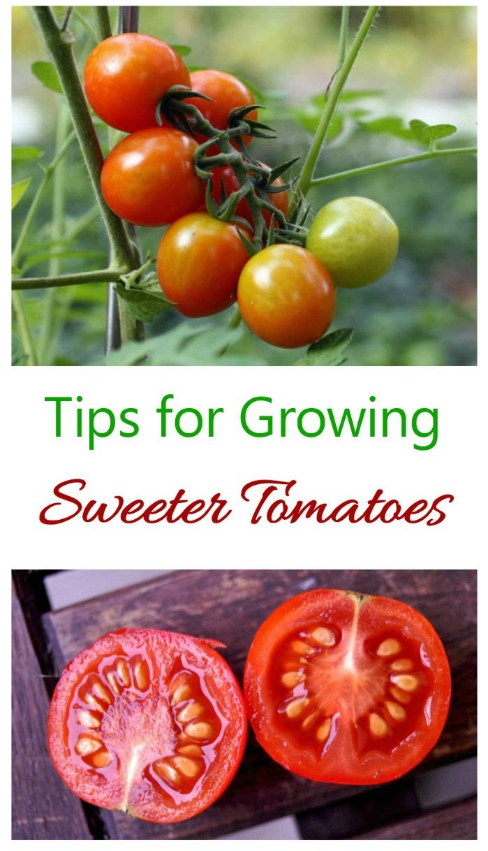 Pestovanie sladkých paradajok - tipy, triky a mýty