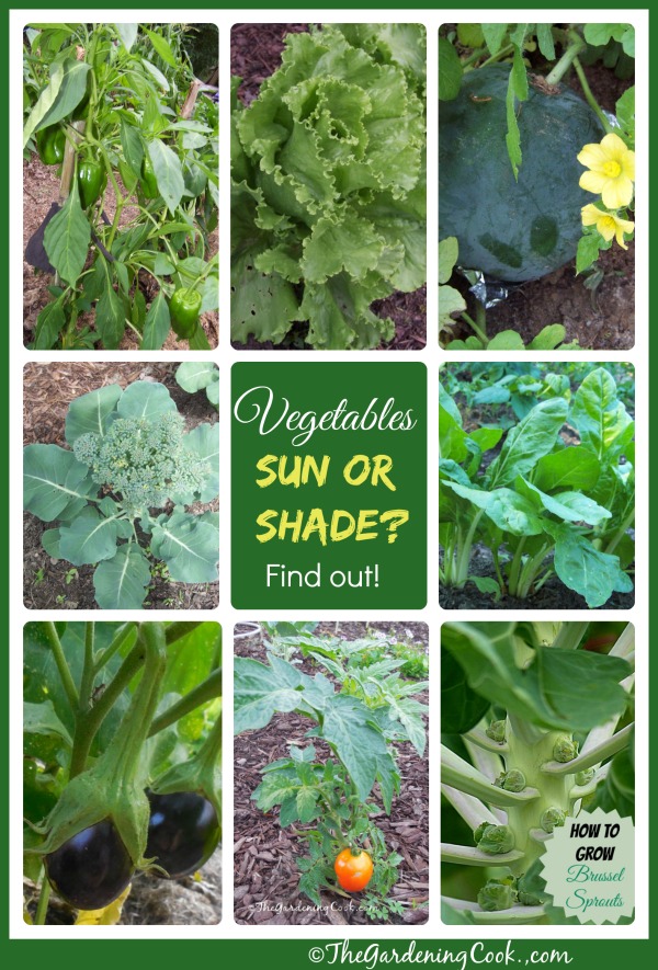 سبزیجات مقاوم در برابر سایه در مقابل سبزیجات دوستدار آفتاب