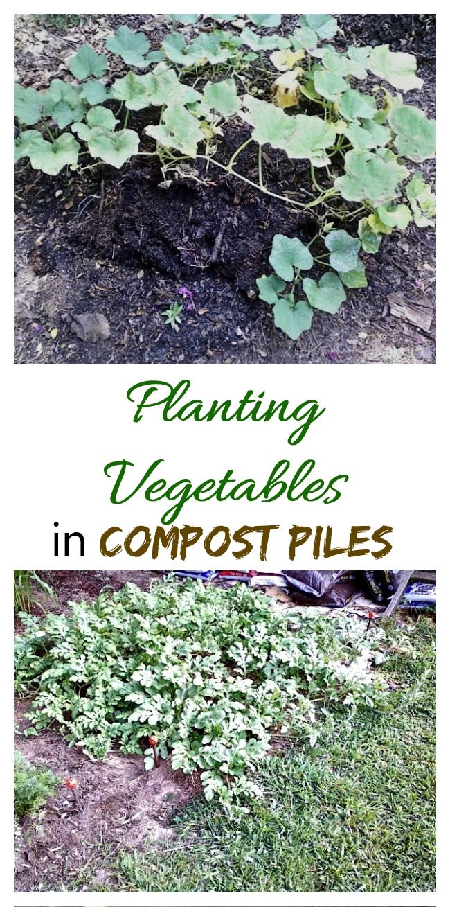 Sajenje v kompost - vrtnarski poskus (posodobljeno)