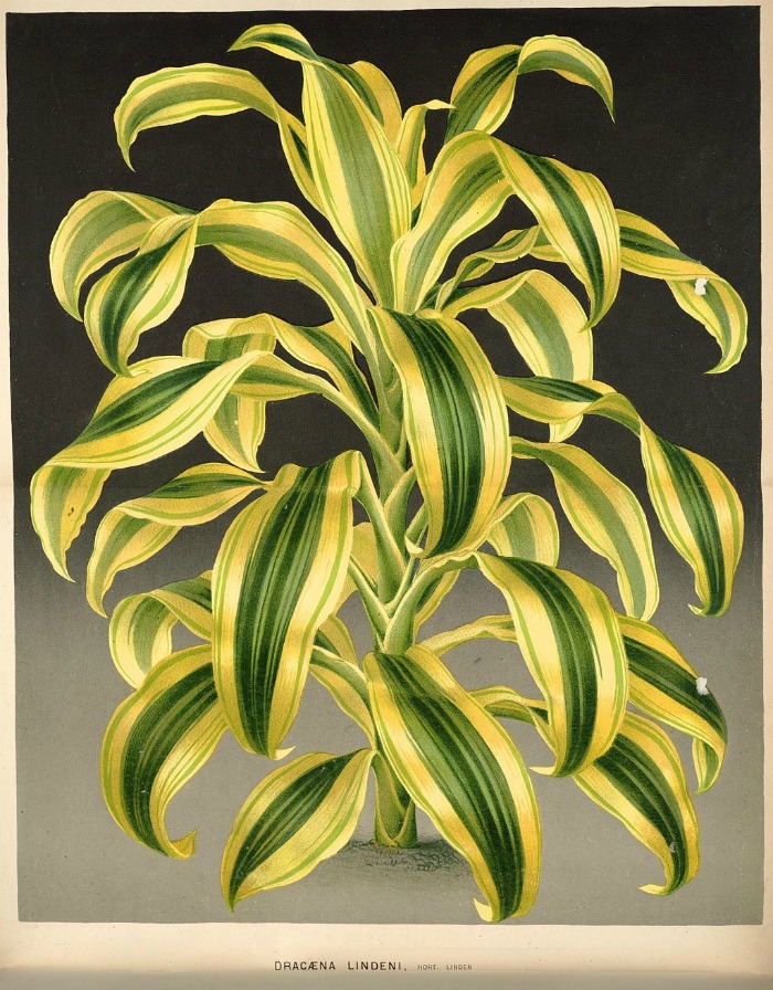 Dyrking av Dracaena Fragrans – Hvordan dyrke maisplanter