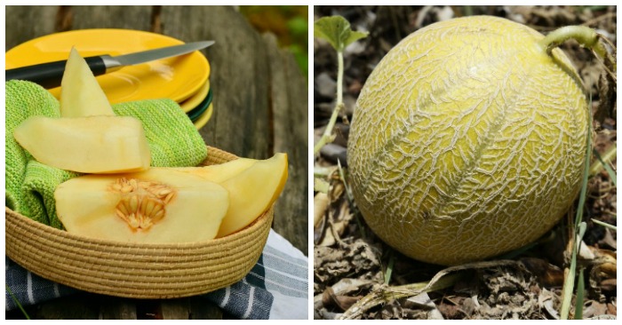 Gojenje melon - Kako gojiti Cantaloupe &amp; amp; Honey Dew