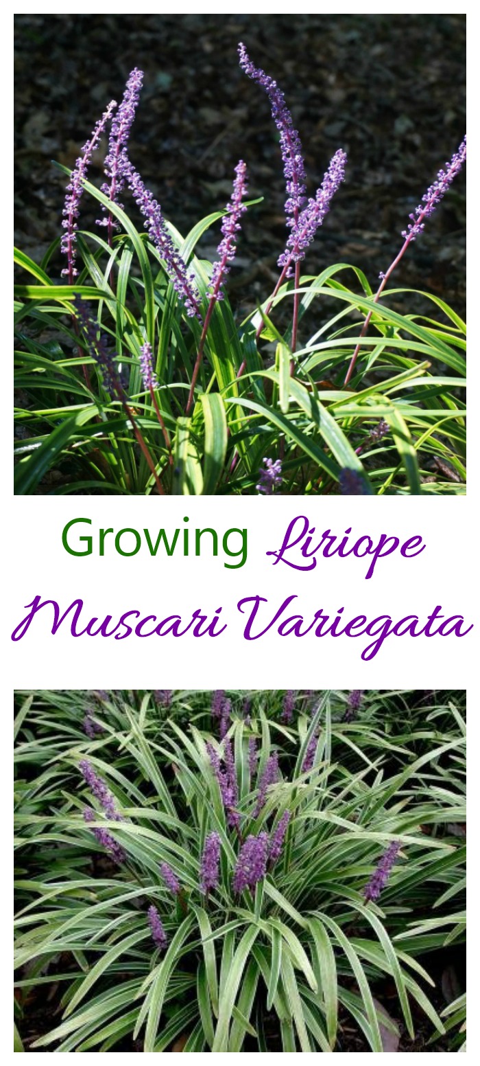 Liriope Muscari Variegata - การปลูก Lilyturf ที่แตกต่างกัน
