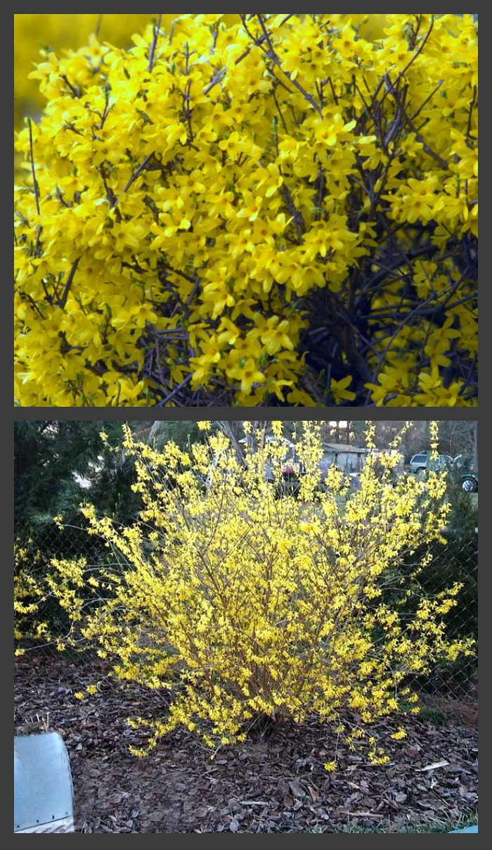 झपाट्याने वाढणारी फोर्सिथिया झुडुपे बागेत वसंत ऋतूचा रंग आणतात