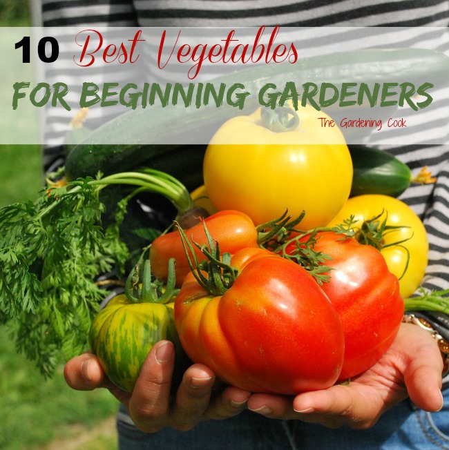 Cele mai bune legume pentru grădinarii începători