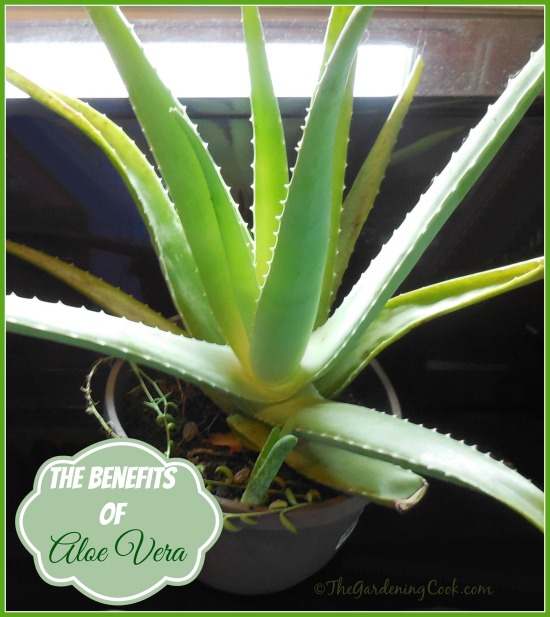 Τα φυτά Aloe Vera έχουν αμέτρητα ιατρικά οφέλη
