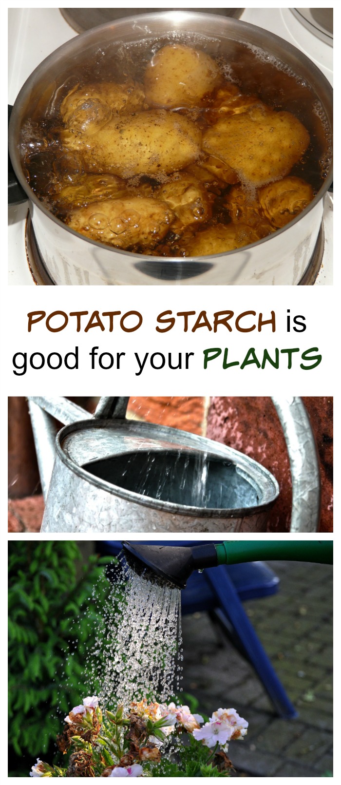Gebruik Aartappelwater in die tuin om plante met Aartappelstysel te voed