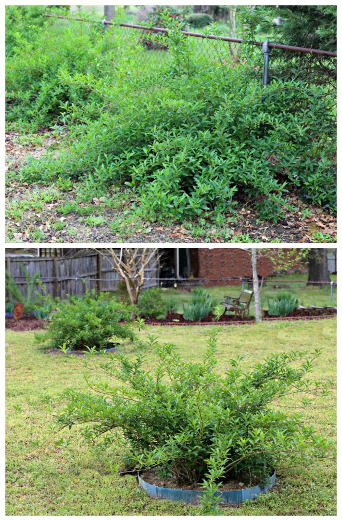 Omplantning af Forsythia - Tips til flytning af Forsythia-buske eller -buske