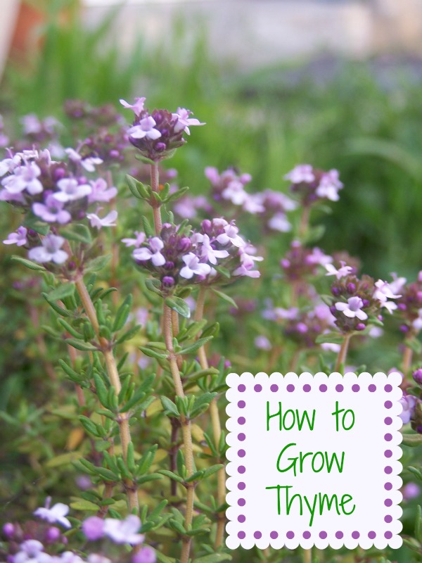 Узгајање тимијана – мирисне биљке – како да расте