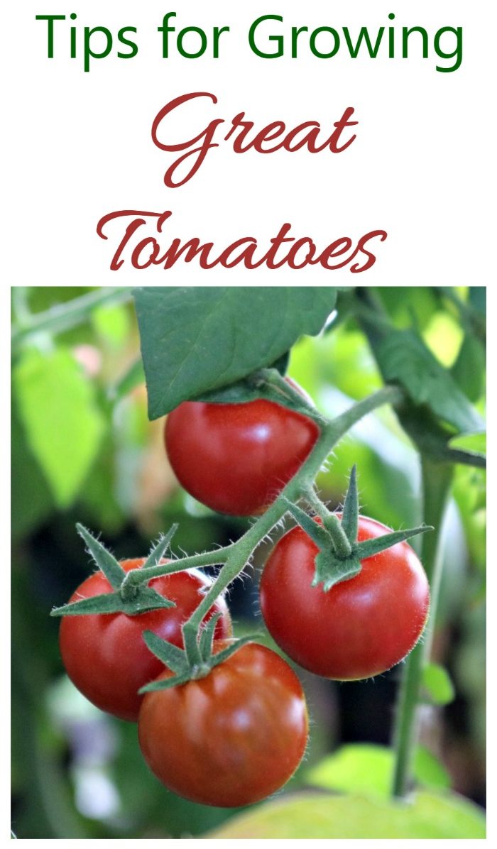 Consigli per la coltivazione di ottimi pomodori