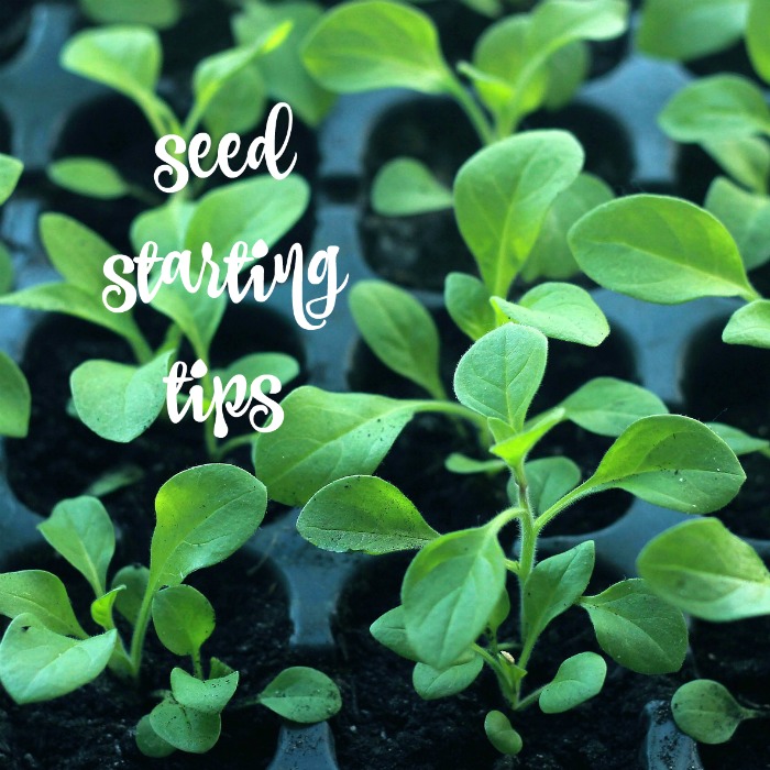 20 советов по запуску семян - когда сеять - как пересаживать + распечатка