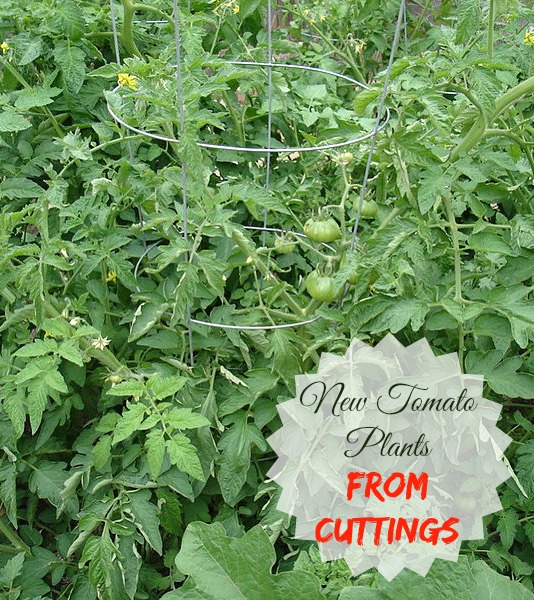 Propagación de plantas de tomate por esquejes